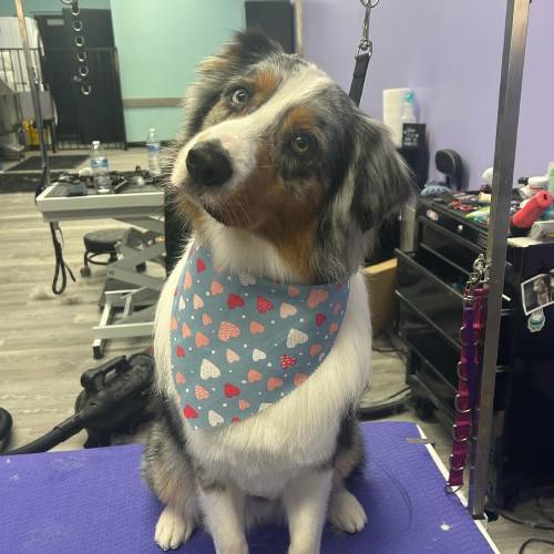 Dog Grooming